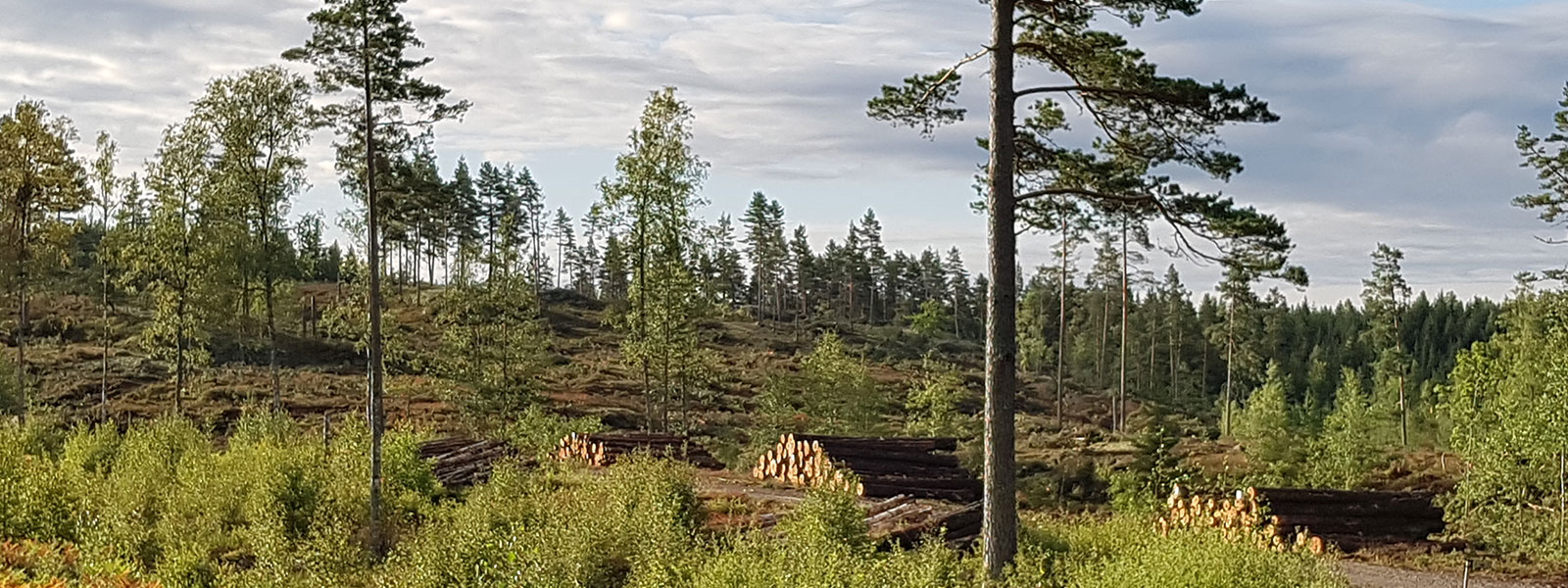 Plantering, röjning, markberedning med Rimforsa Skog!