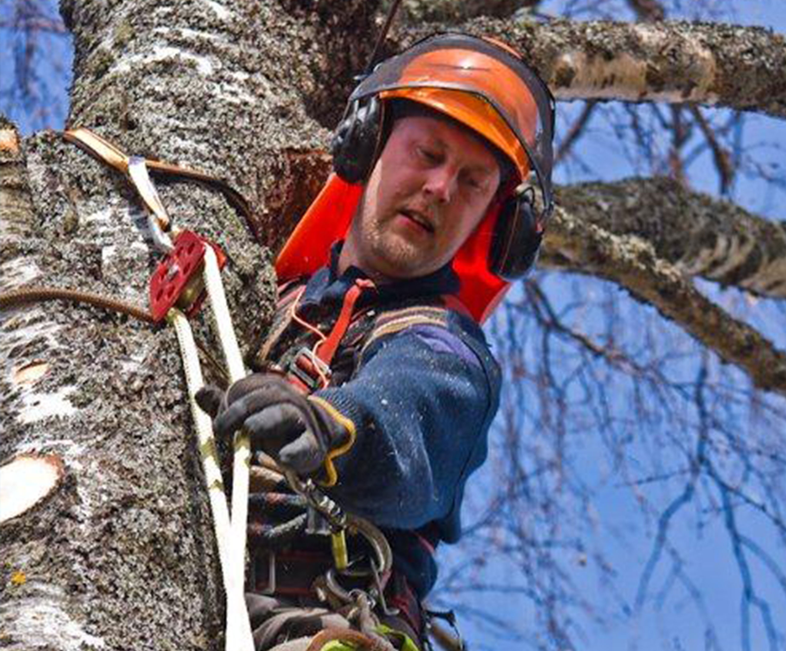 Arborist / grävarbeten